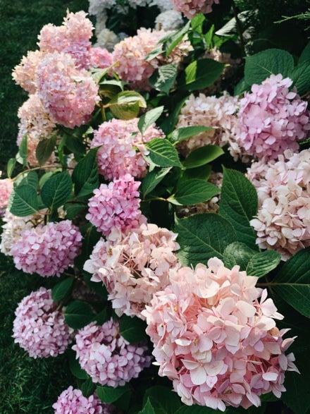 Beskæring af hortensia